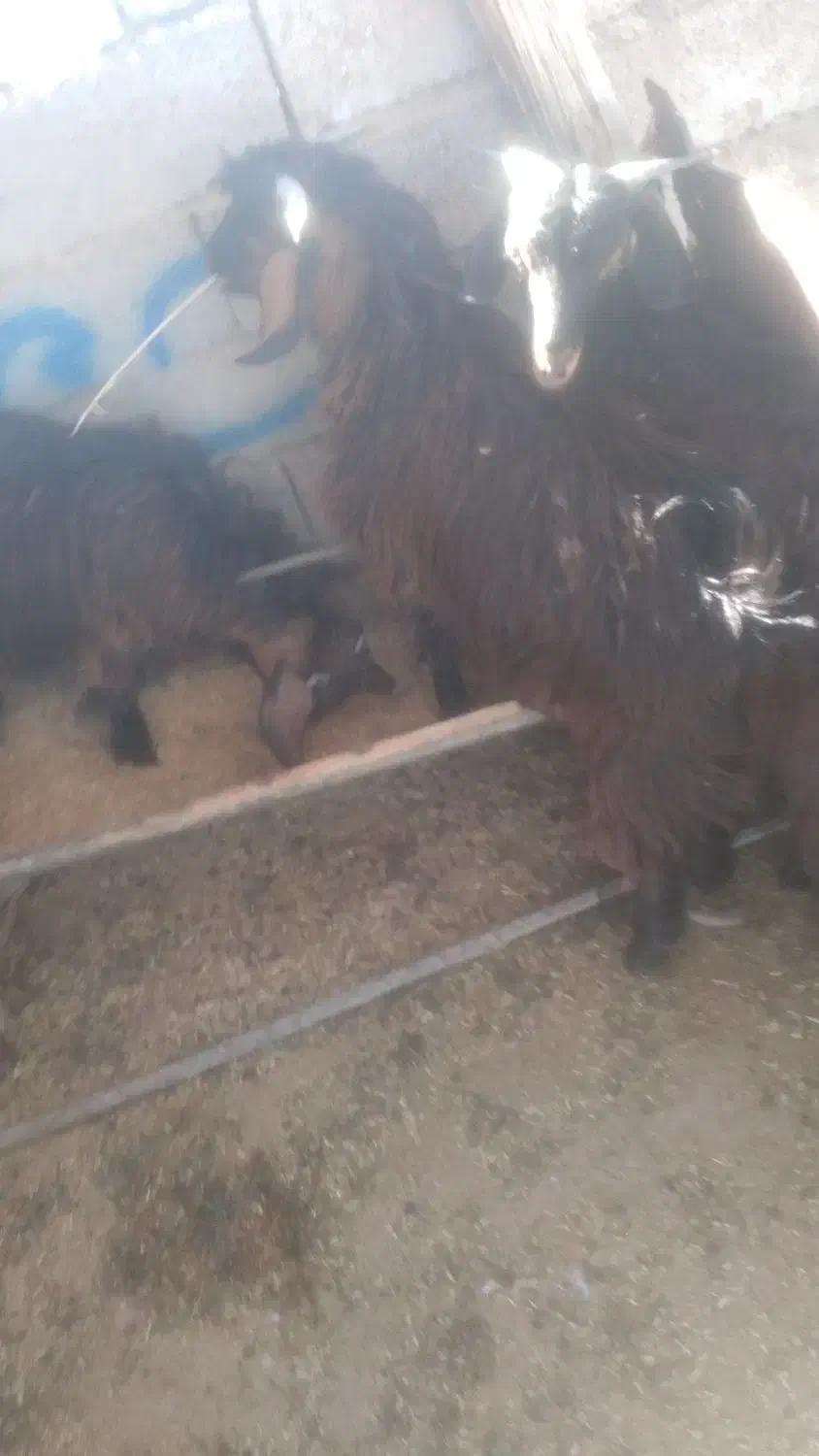 سلام بز سرحال|حیوانات مزرعه|خاش, |دیوار