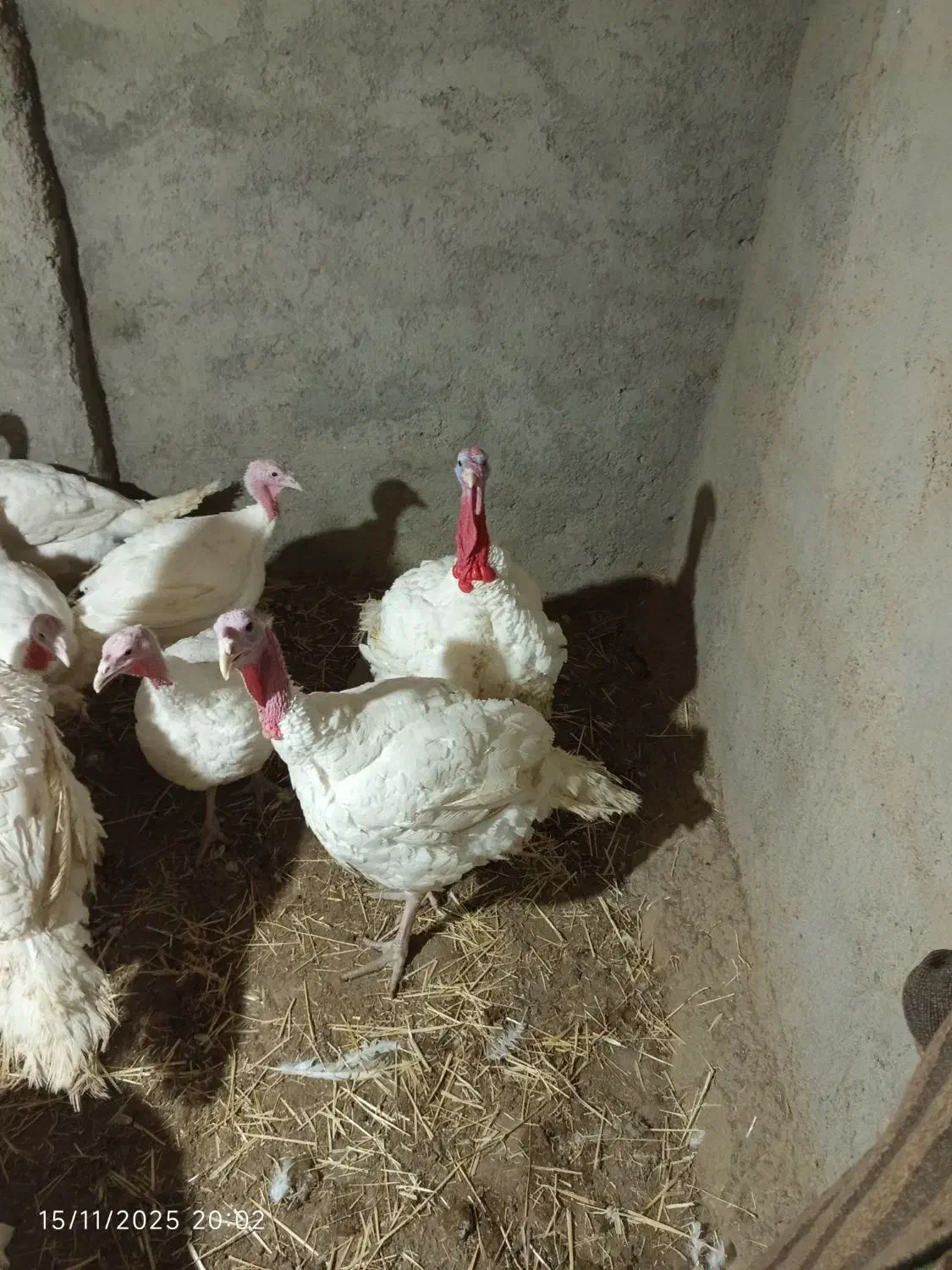 بقلمون گوشتی|حیوانات مزرعه|چناران, |دیوار