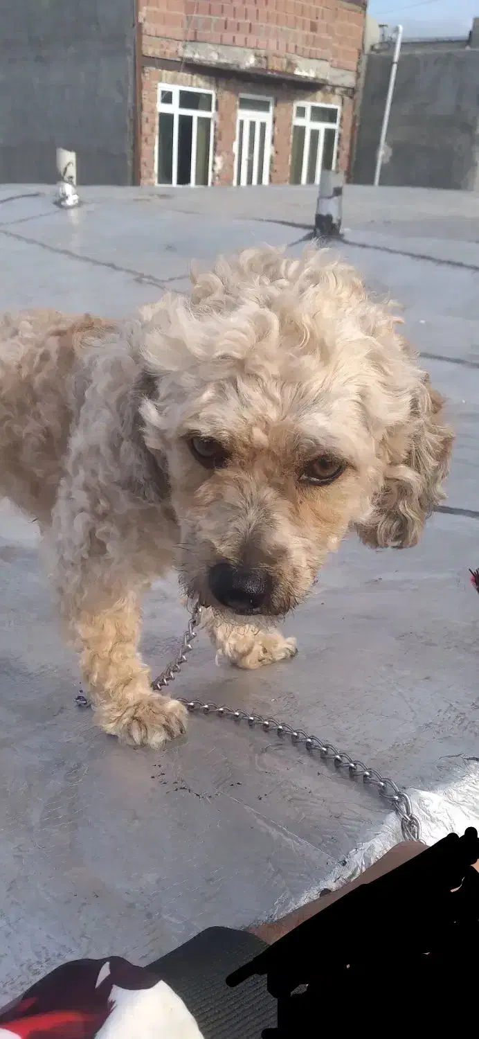 فروش فوری سگ نژاد پودل نر موفرفری|سگ|اردبیل, |دیوار