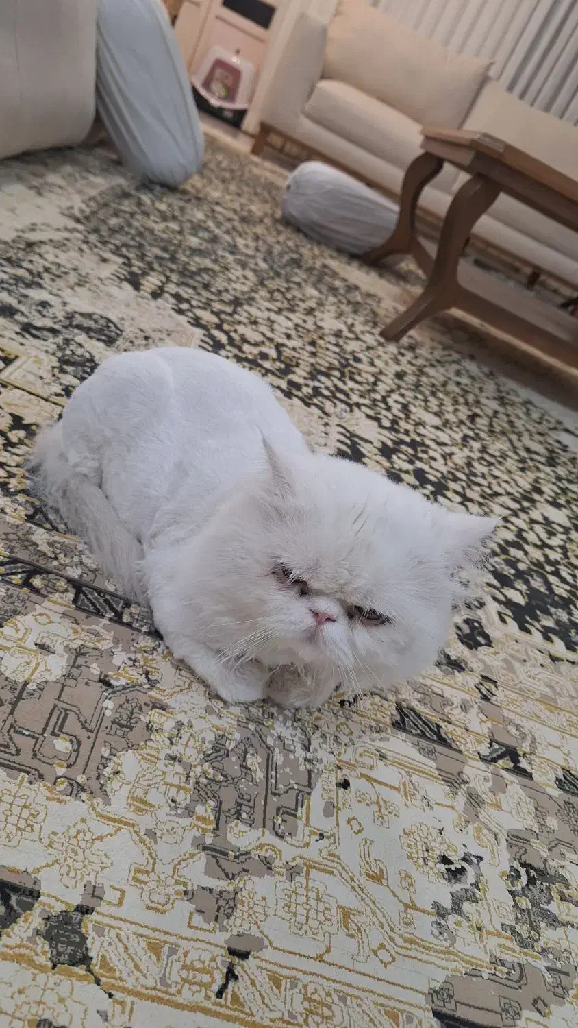 پرشین نر . دنبال ماده برای جفت گیری|گربه|طبس, |دیوار