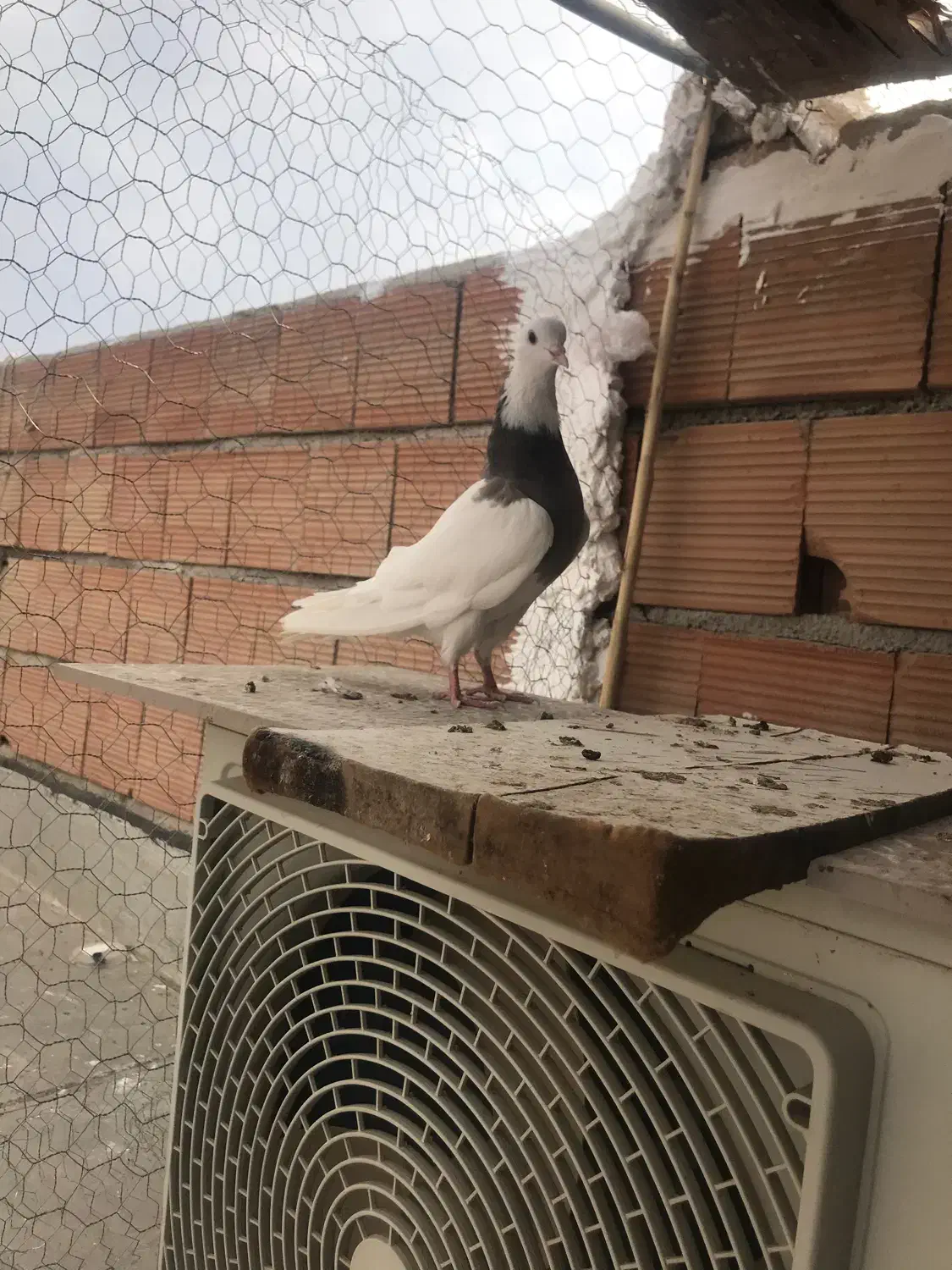 ماده|پرنده|گنبد کاووس, |دیوار