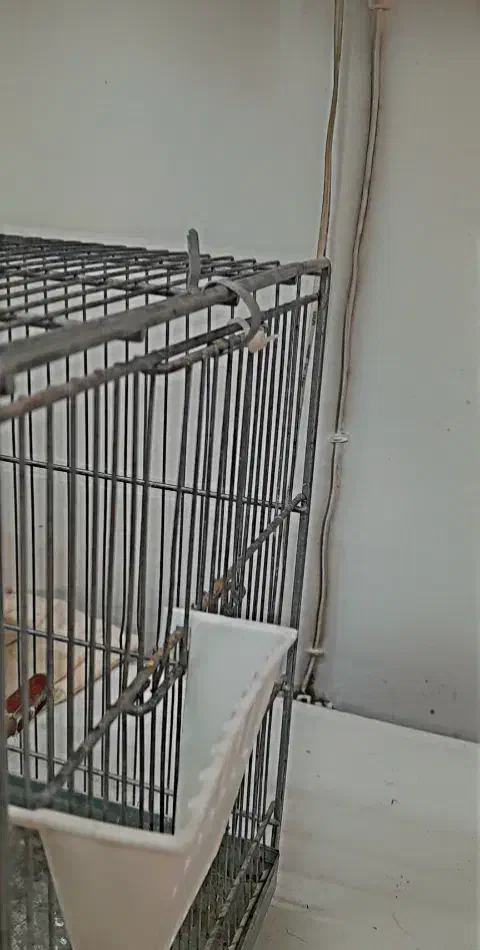 سهره چهار گل قفس|پرنده|مشهد, سراب|دیوار