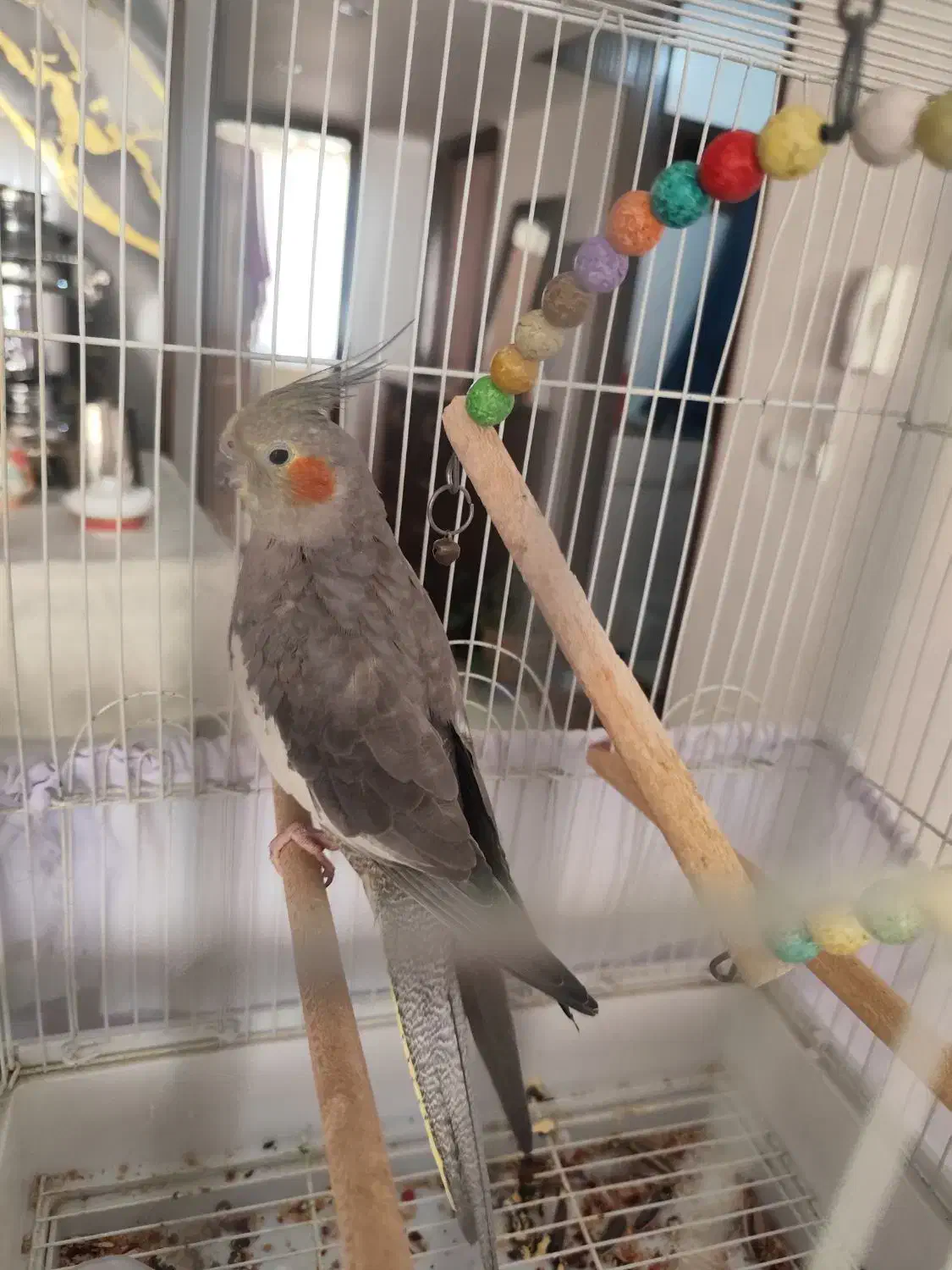 عروس هلندی|پرنده|فولادشهر, مسکن مهر فولادشهر|دیوار