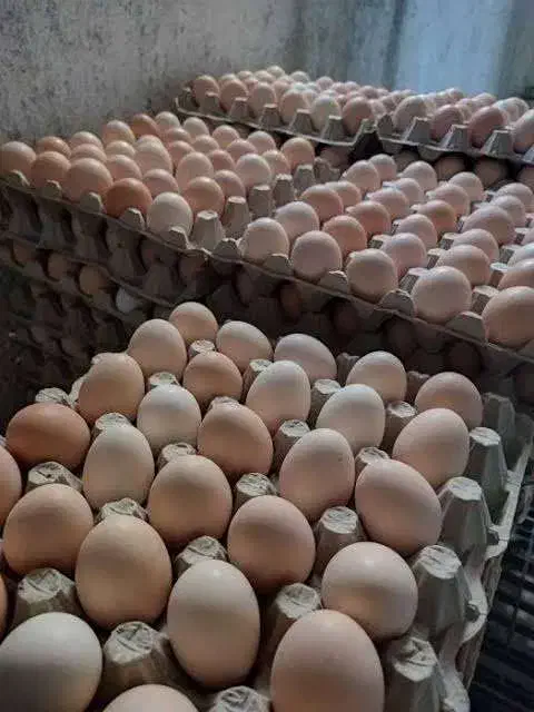 تخم مرغ محلی|حیوانات مزرعه|سبزوار, قصبه شرقی|دیوار
