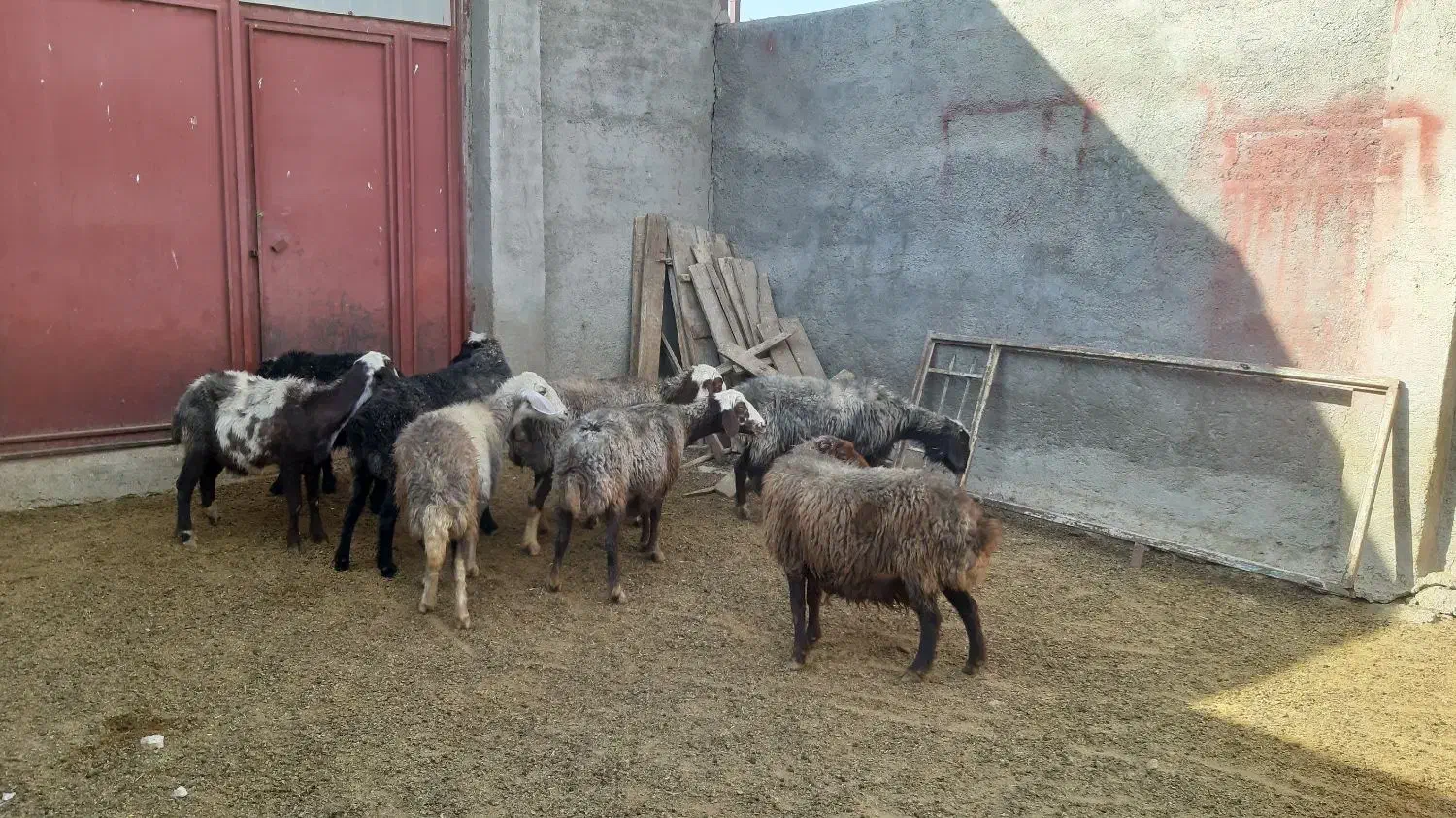 ۸تا میش جوان و سنگین|حیوانات مزرعه|بروجرد, |دیوار