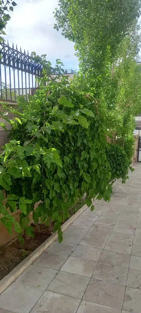 زمین|فروش زمین و ملک کلنگی|دورود, |دیوار