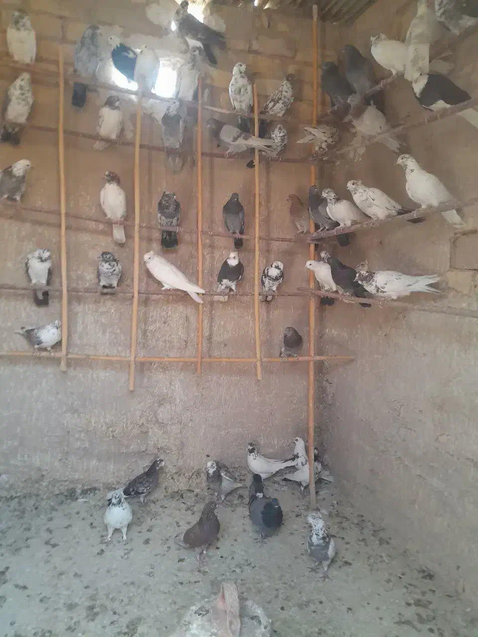 کفترخوب پرشی نروماده همه یکجا به فروش میرود|پرنده|قم, عمار یاسر|دیوار