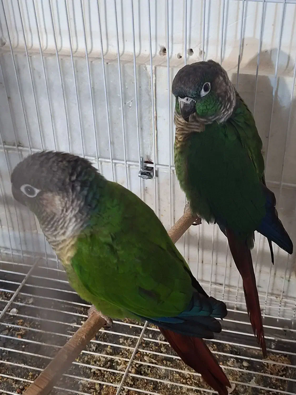 جفت مولد گرینچیک جفت قناری نرو ماده|پرنده|فردوس (خراسان), |دیوار