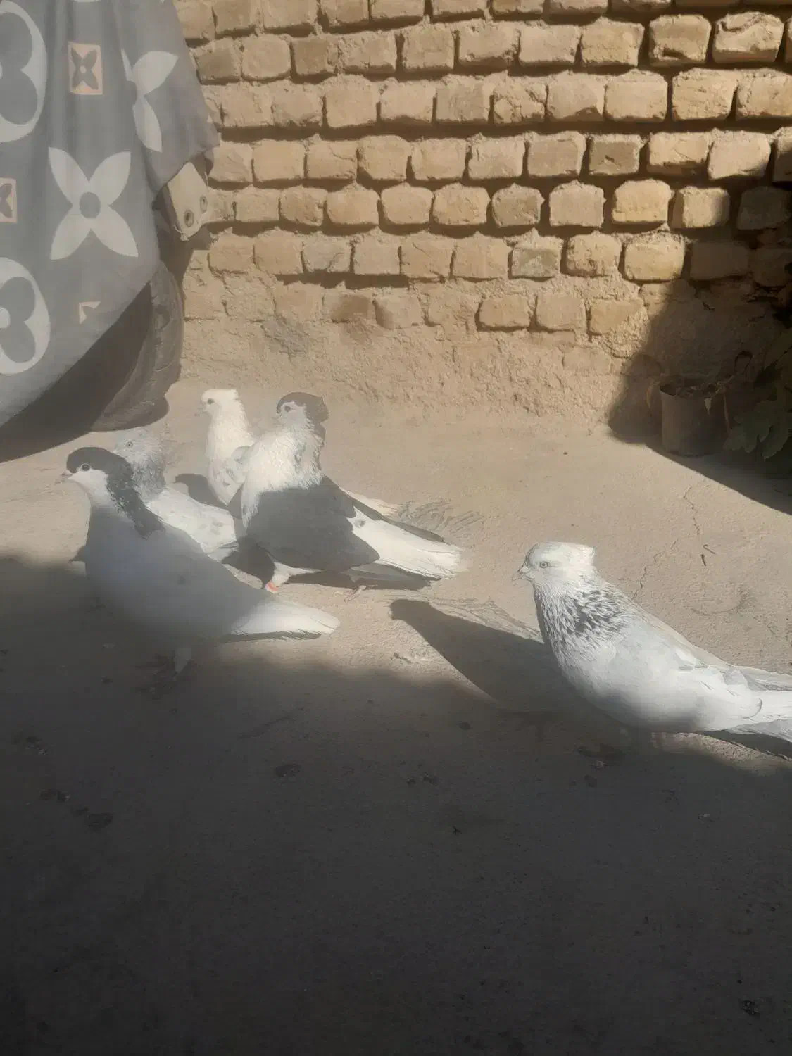 پشت هفترنگ قوچانی سینه ابی|پرنده|بجنورد, |دیوار