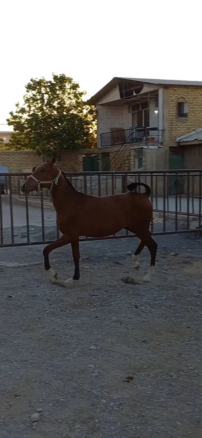 کره نر ۱۴ ماهه زیبا|حیوانات مزرعه|شاهین‌شهر, گزبرخوار|دیوار