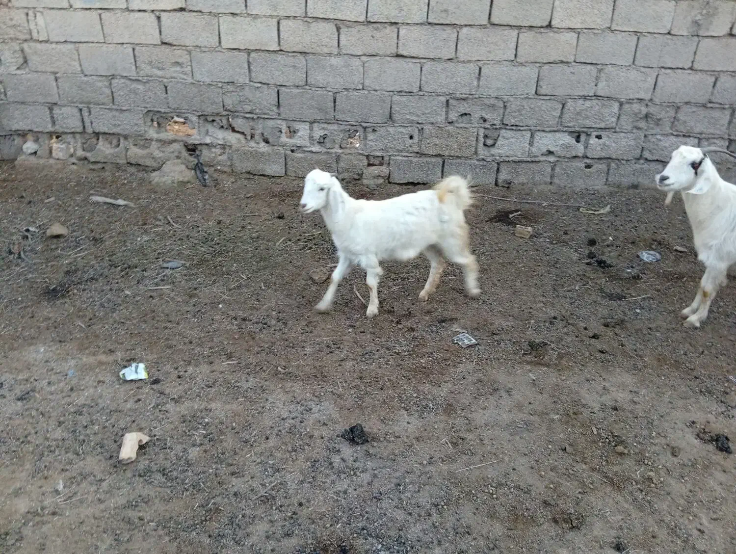 بز فروش|حیوانات مزرعه|اهواز, اهواز|دیوار