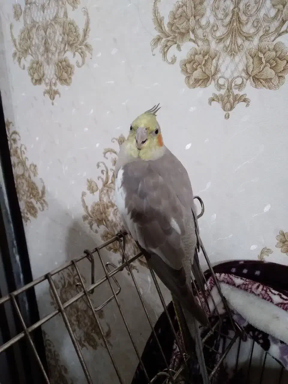 نروماده|پرنده|نجفآباد, امام خمینی|دیوار