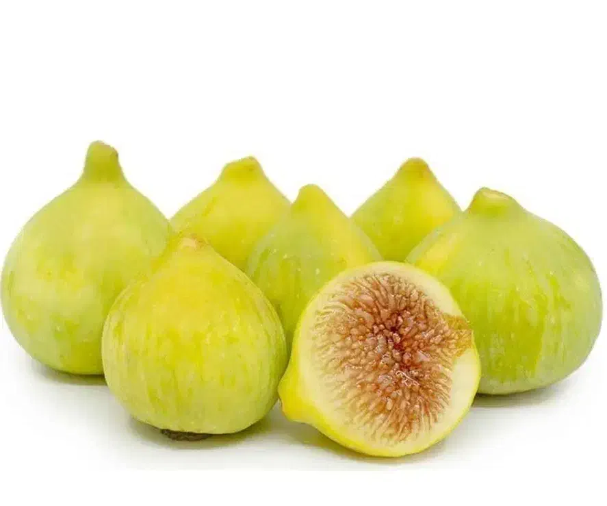 تولید وفروش نهال انجیر عسلی|خدمات باغبانی و درختکاری|آشخانه, |دیوار