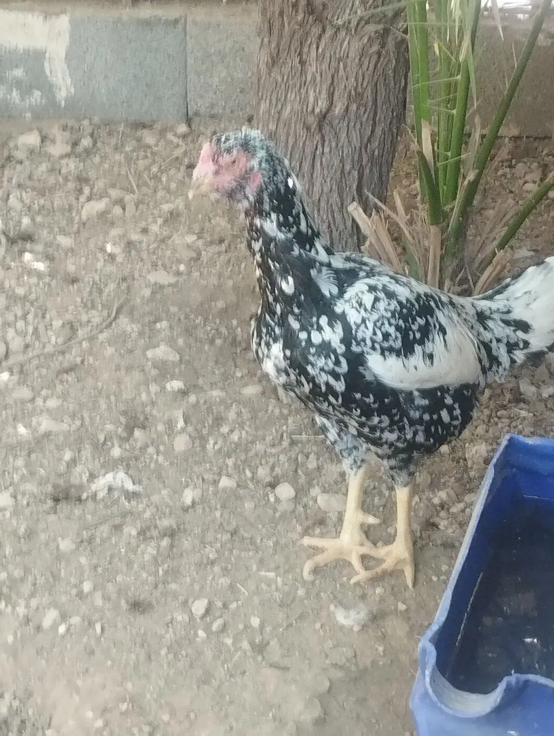 فروش مرغ و خروس|حیوانات مزرعه|فین, |دیوار