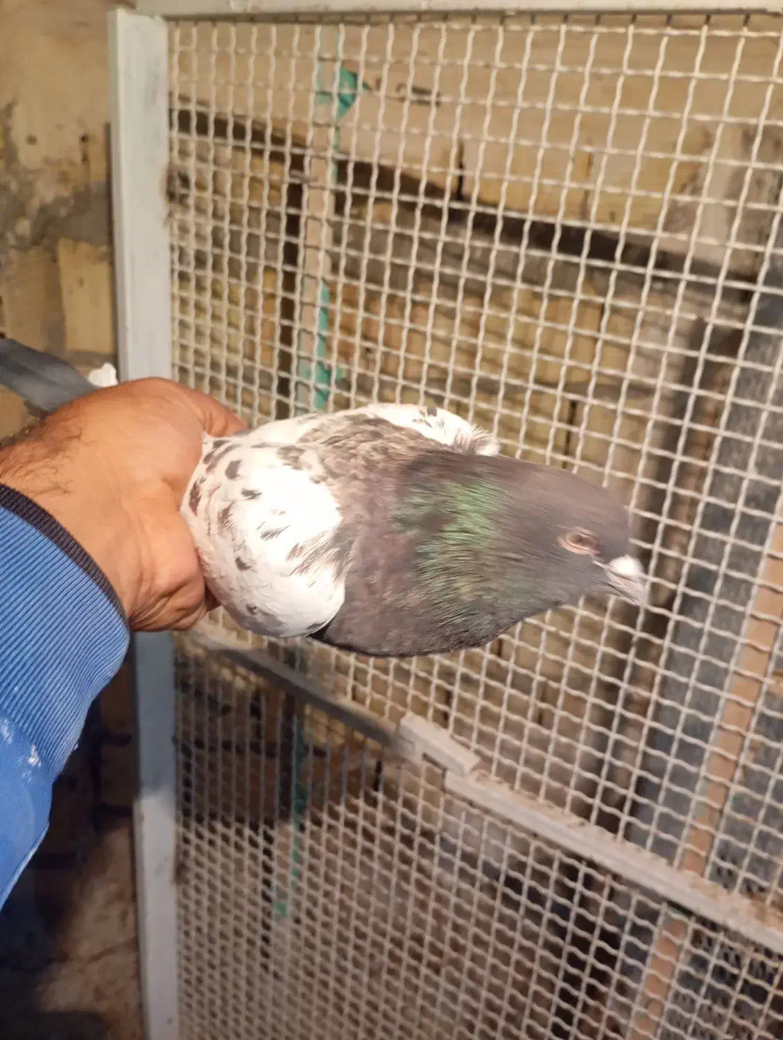 سین سبز|پرنده|رفسنجان, |دیوار