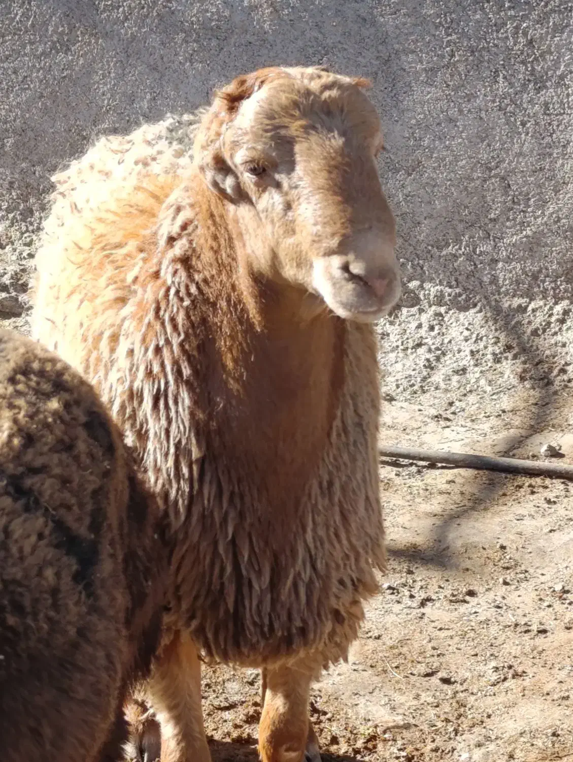 بره قوچ مقان و افشاری|حیوانات مزرعه|کرمانشاه, |دیوار