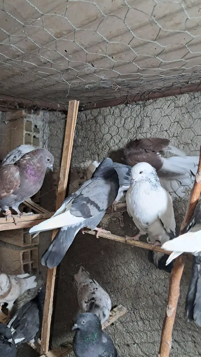 کبوتر یا کفتر جوجه گرفتنی|پرنده|پاکدشت, پاکدشت (مامازند)|دیوار