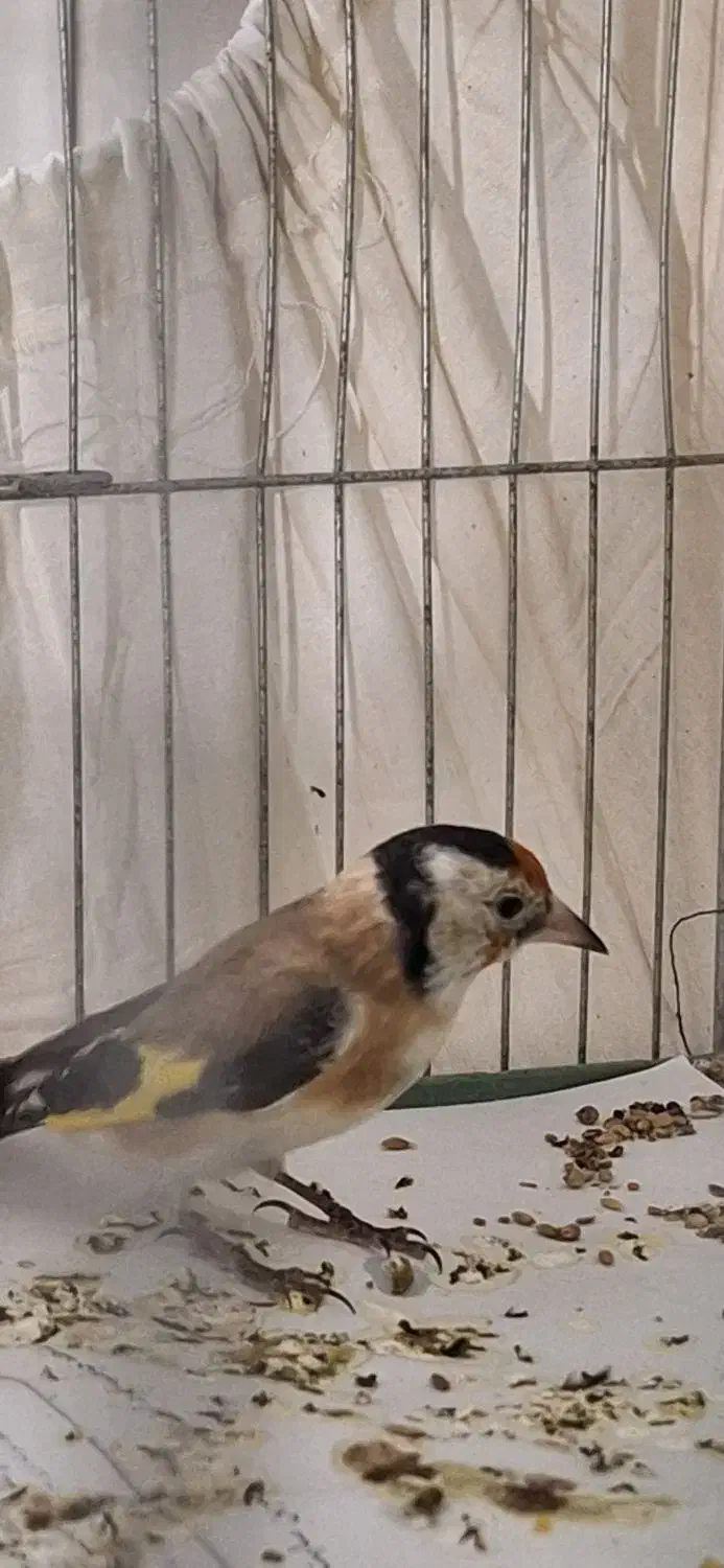 سهره نربستان آبادیقه سفیدنشون دارمعاوضه هم دارم|پرنده|کرج, کمالشهر|دیوار