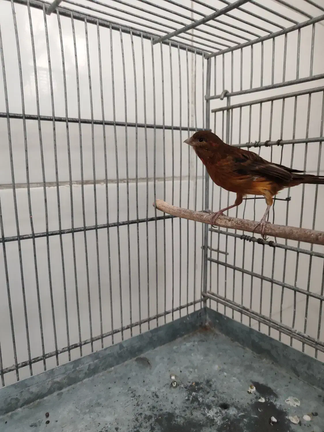 قناری ماده جفتی سهره|پرنده|قدس, شهر‌قدس|دیوار