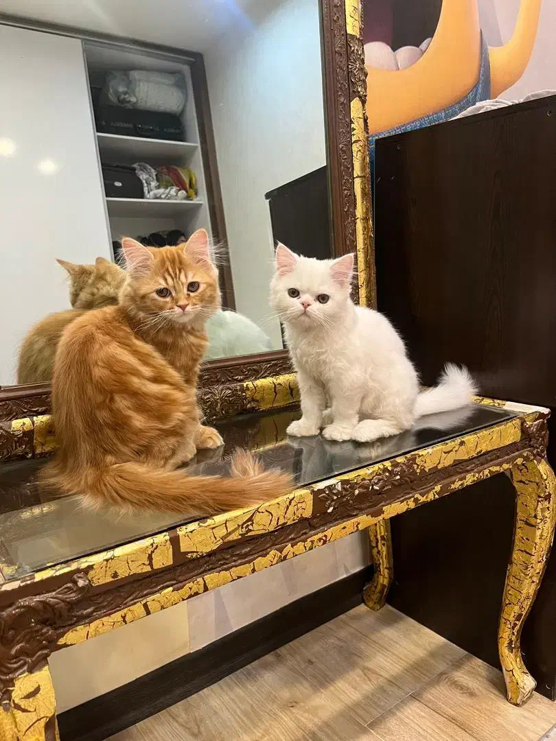 پرشین|گربه|زاهدان, |دیوار