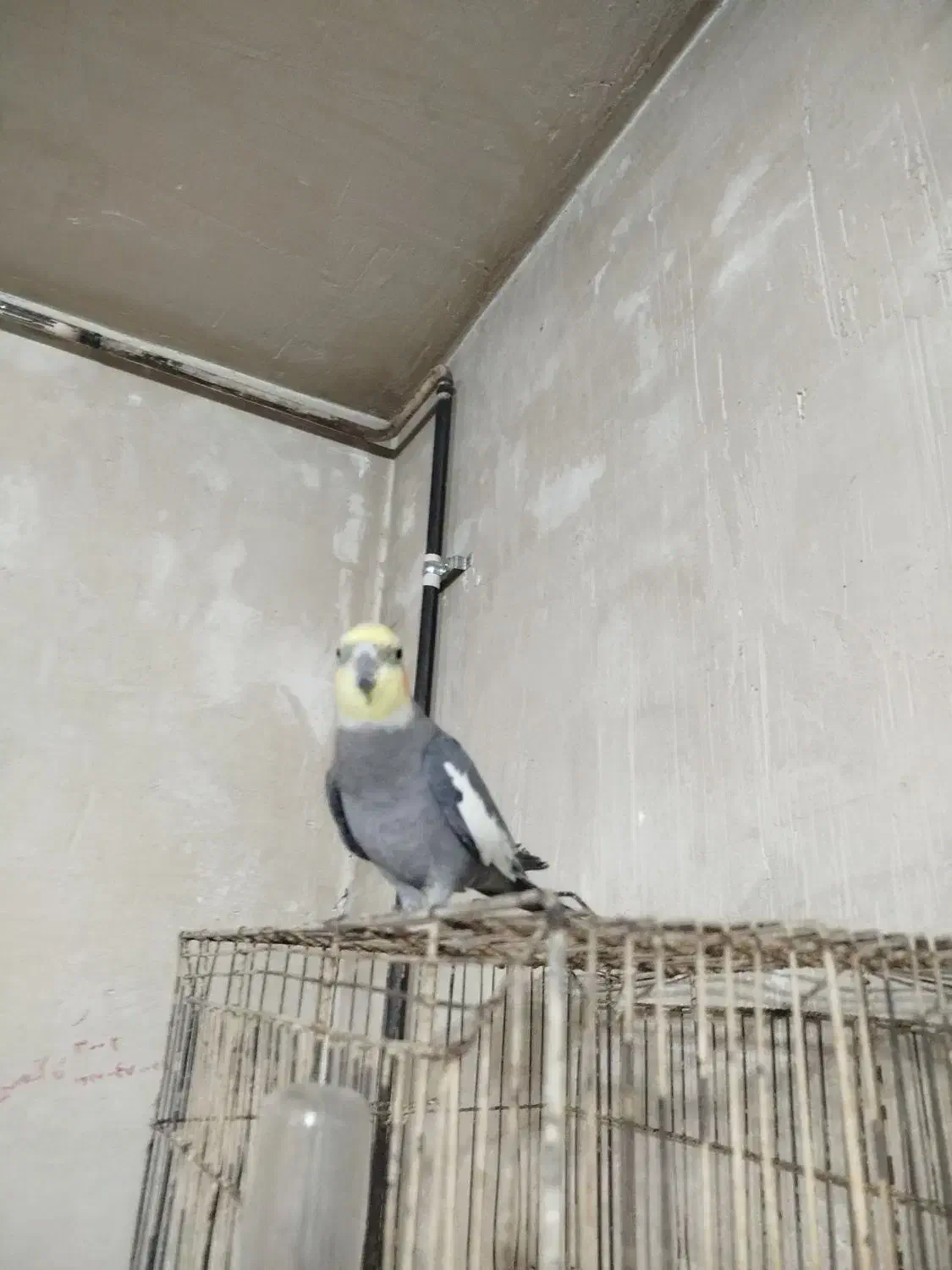 ۳ عدد عروس هلندی|پرنده|شیراز, جرسقان|دیوار
