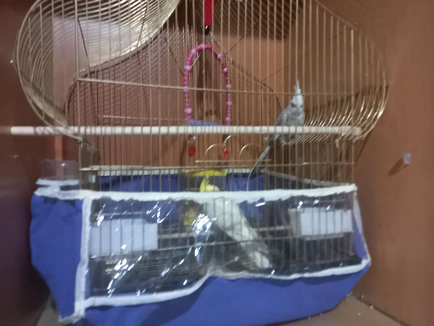 عروس هلندی نرو ماده|پرنده|سهند, |دیوار