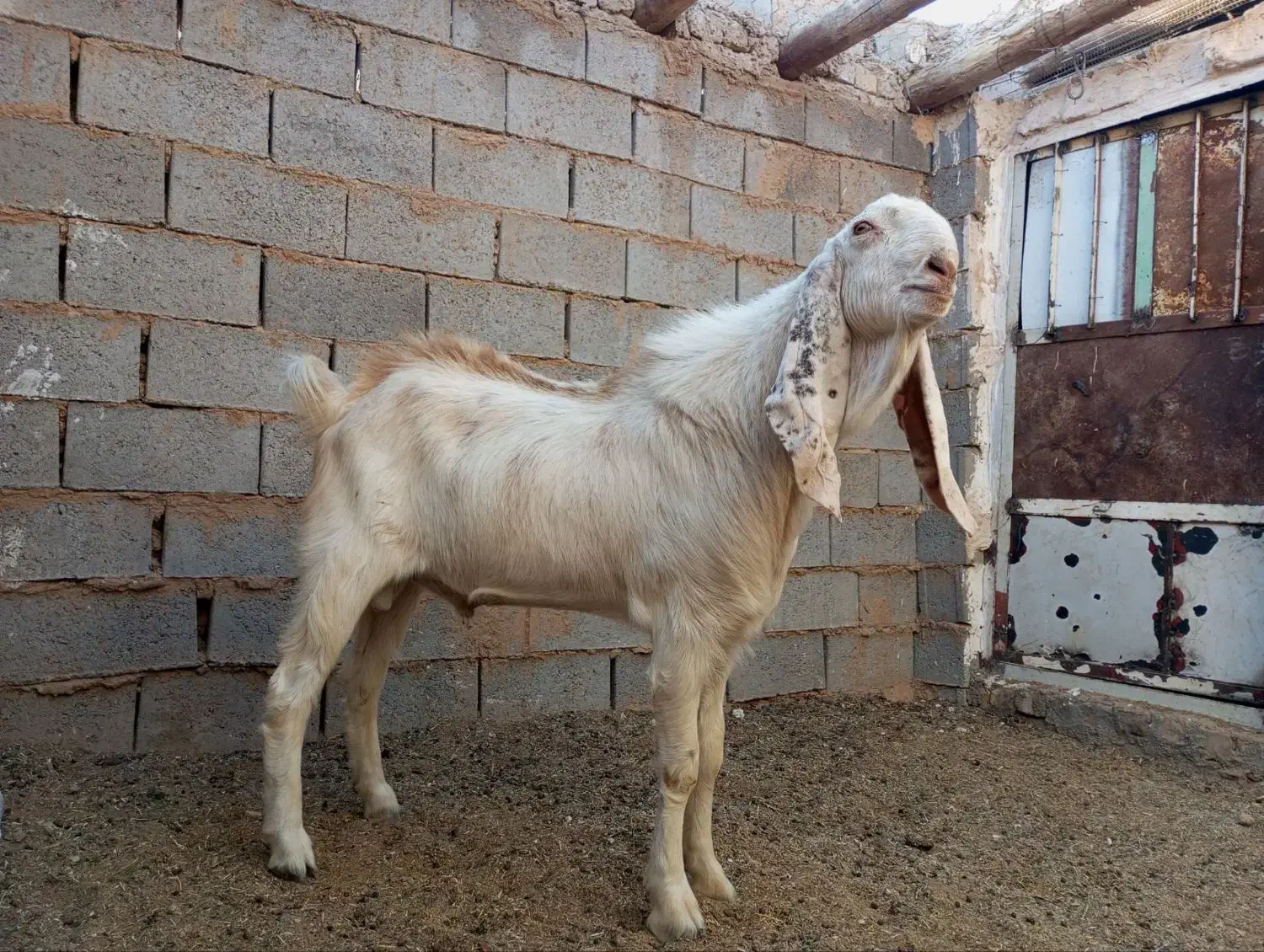 تکه جوان|حیوانات مزرعه|خواف, |دیوار