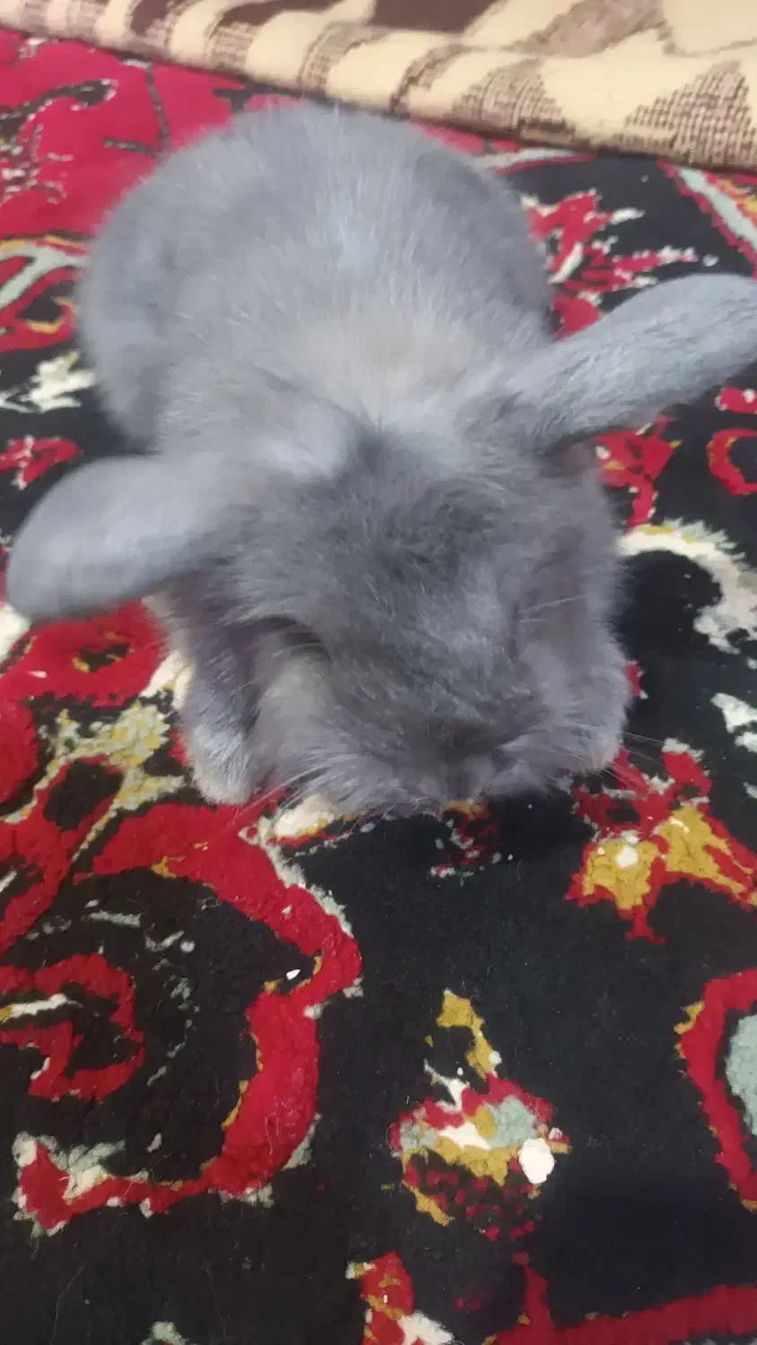 موش خرگوش|موش و خرگوش|پلدشت, |دیوار