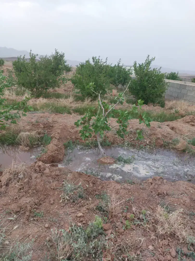 فروش باغ زراعی با درختان پسته و انار|فروش دفتر صنعتی، کشاورزی، تجاری|صفادشت, |دیوار