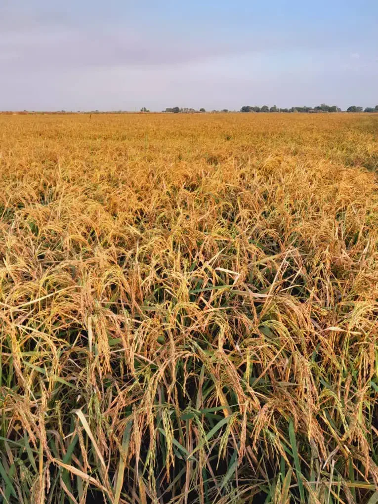 شلتوک درجه یک خوزستان|خوردنی و آشامیدنی|شیراز, باغشهر قصر سبز|دیوار