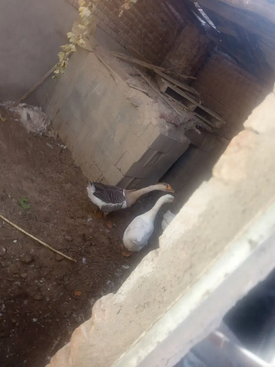 چند عدد غوغاز اصل|حیوانات مزرعه|بناب, |دیوار