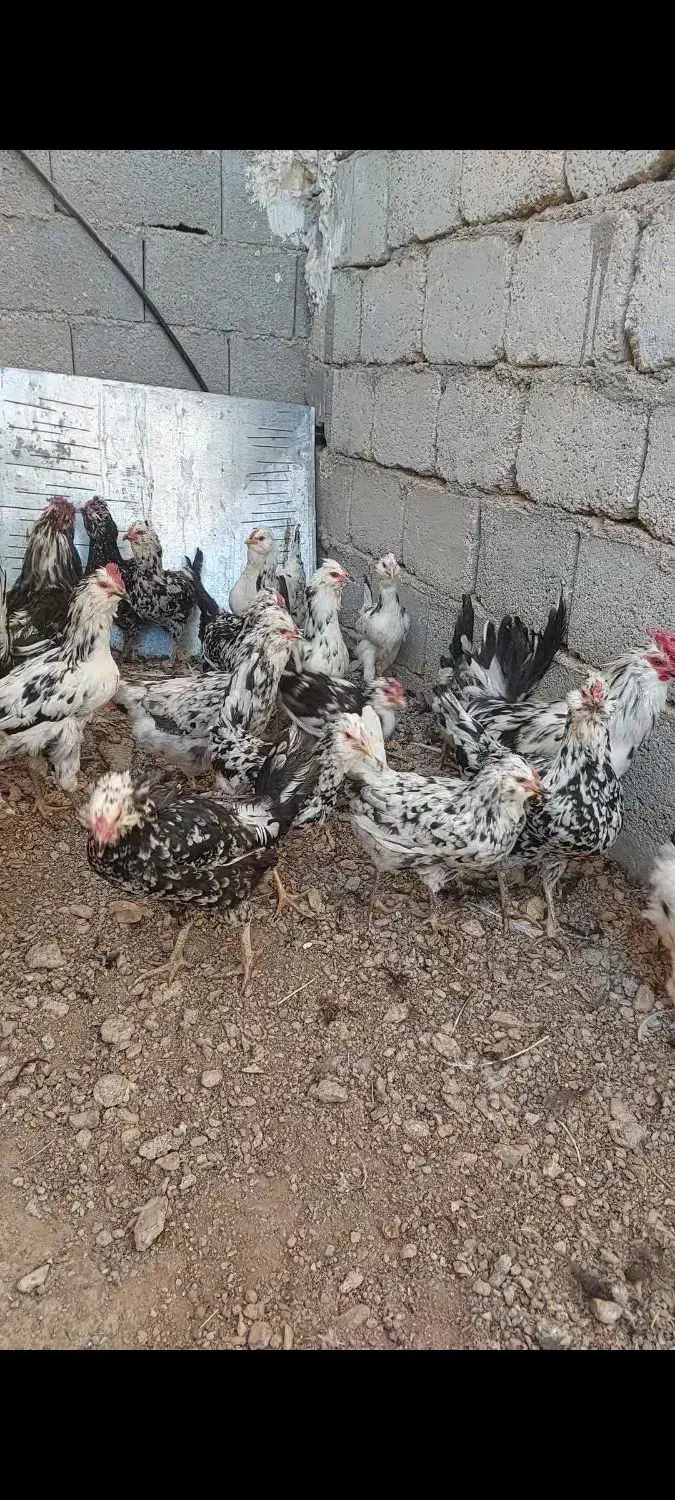 مرغ و خروس گلین لری پنگئنی ریشو ۴۰ تاج|حیوانات مزرعه|دهق, |دیوار