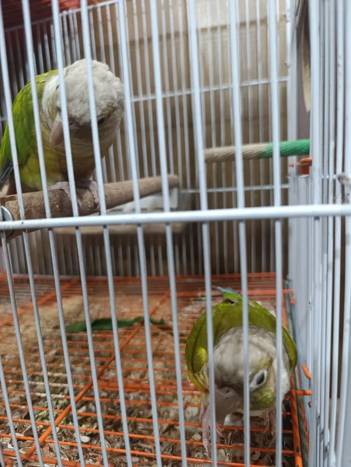 گرینچیک مولد|پرنده|ری, شهادت|دیوار