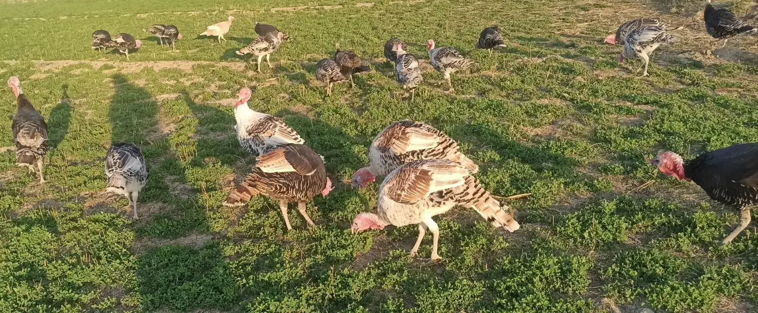 بوقلمون چاق و سرحال|حیوانات مزرعه|شیروان (لرستان), |دیوار