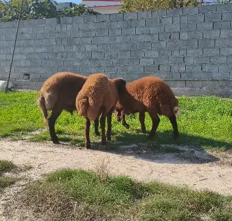 بره نر|حیوانات مزرعه|گمیشان, |دیوار