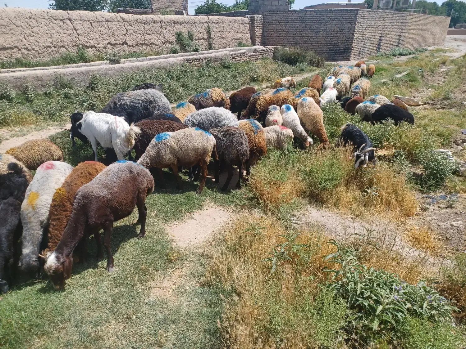 گوسفند زنده همراه با قصاب حاضر در محل|حیوانات مزرعه|پاکدشت, پاکدشت (مامازند)|دیوار