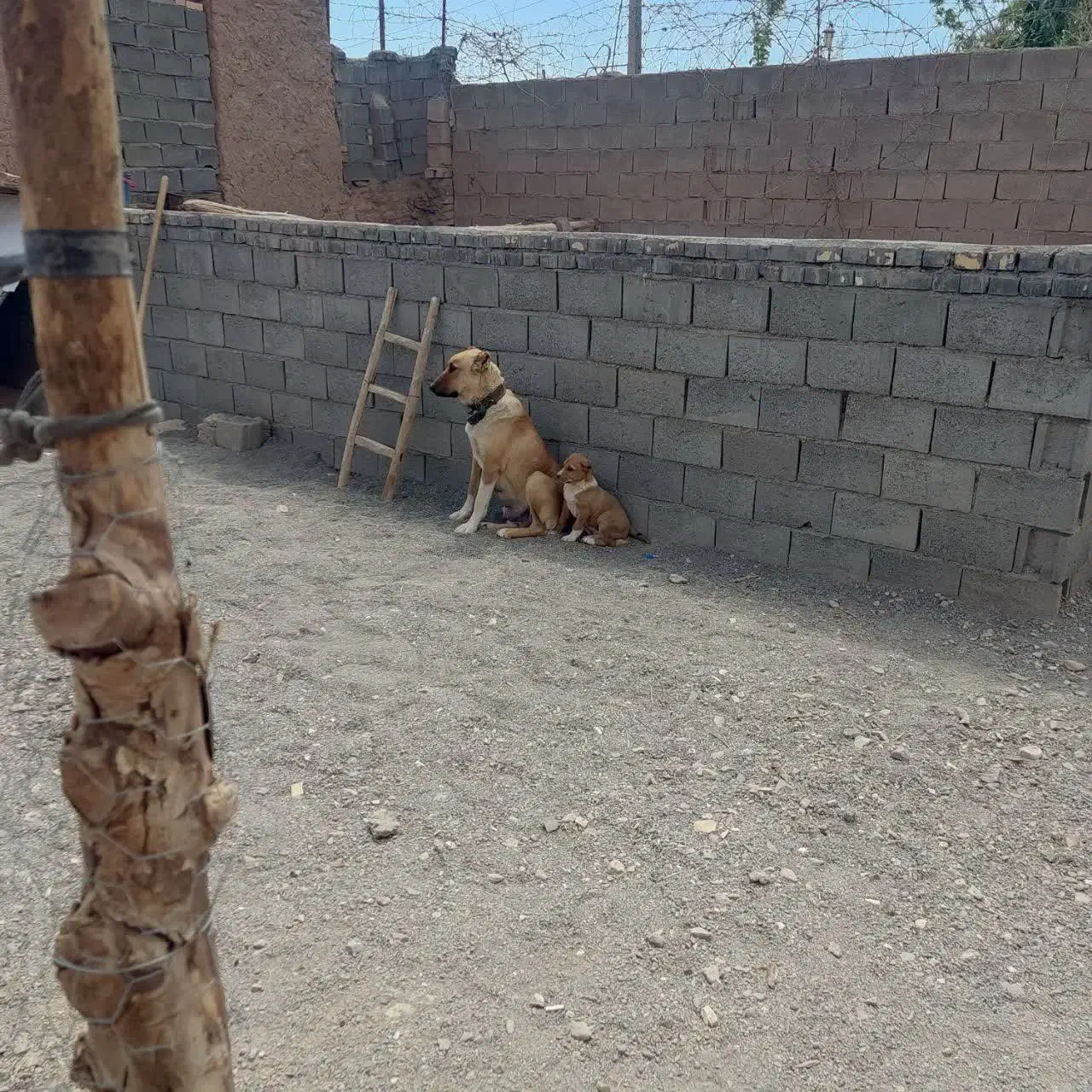 واگذاری سگ ماده گلگی|سگ|تربت جام, مطهری|دیوار