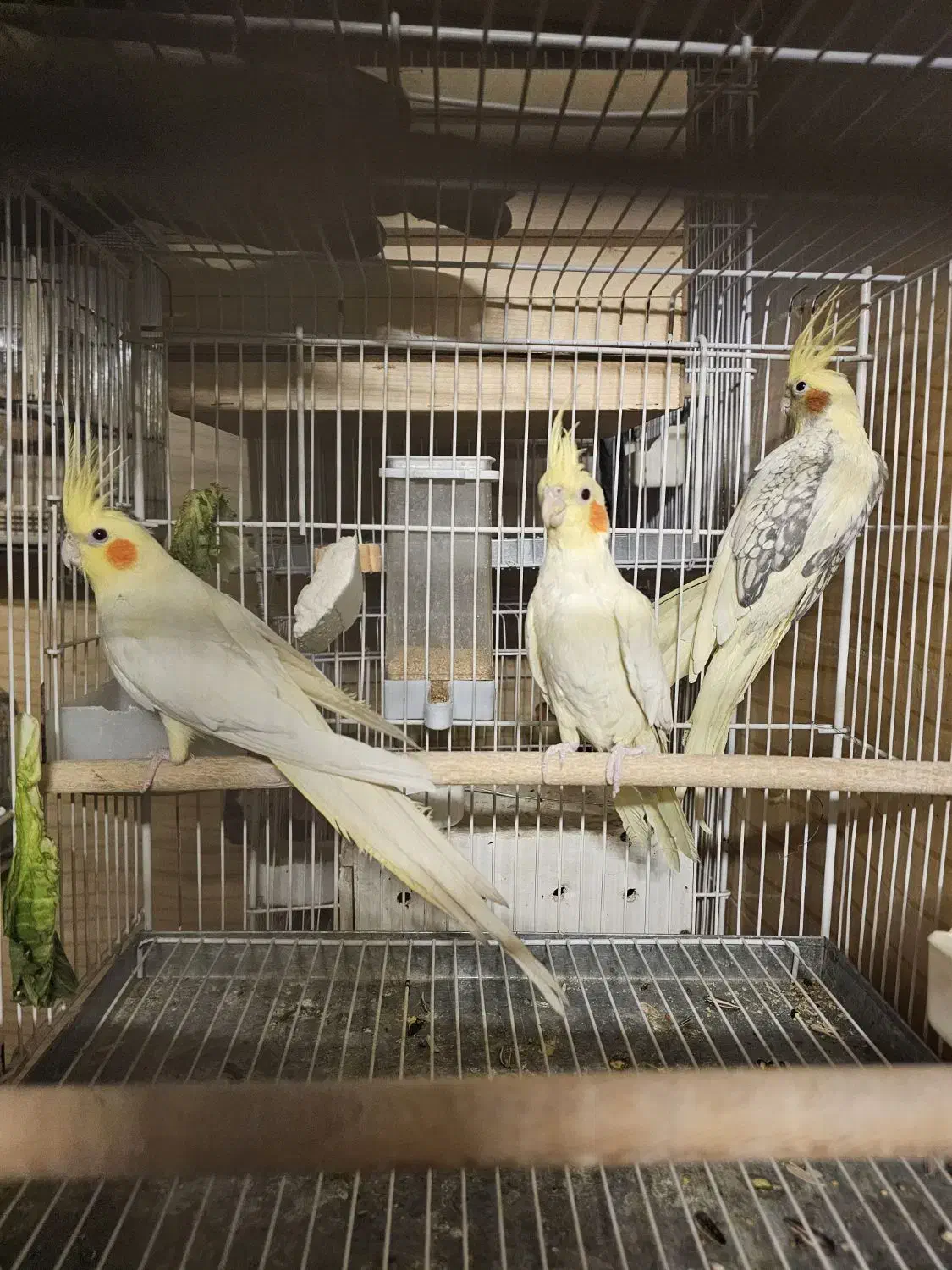 جفت های عتیقه عروس هلندی|پرنده|شیراز, میانرود|دیوار