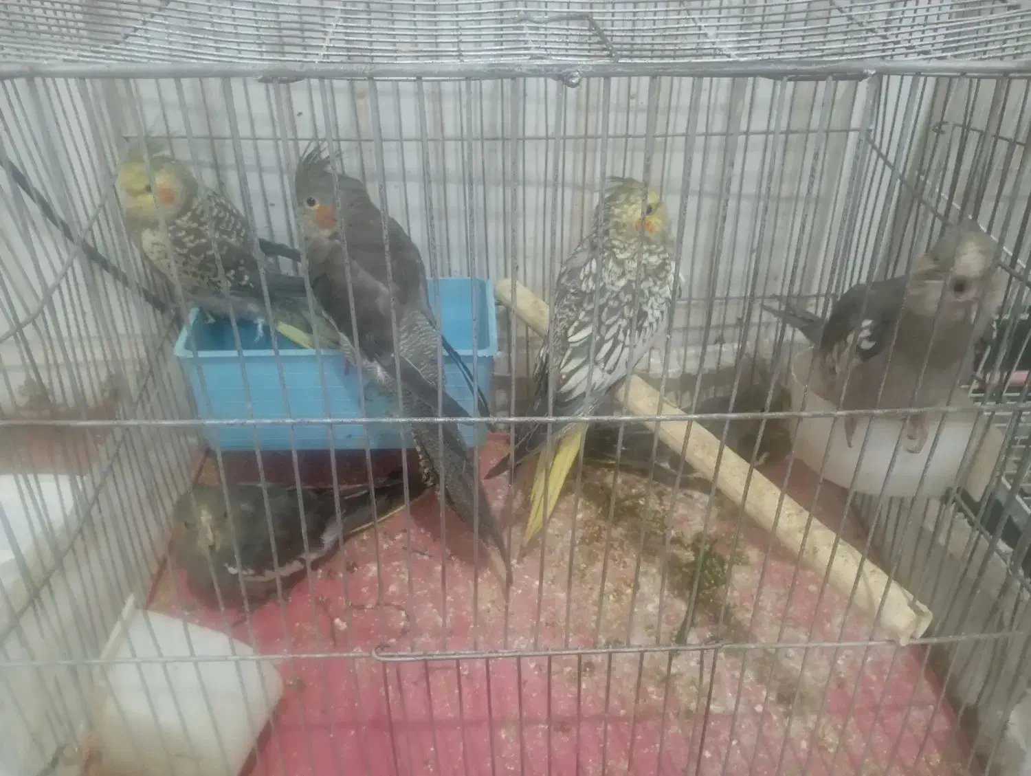 پرنده|پرنده|بندر امام خمینی, |دیوار