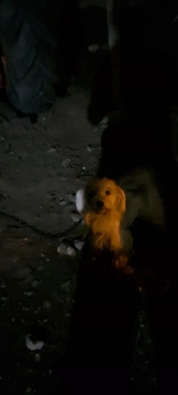 سگ پشمالو|سگ|ضیابر, |دیوار