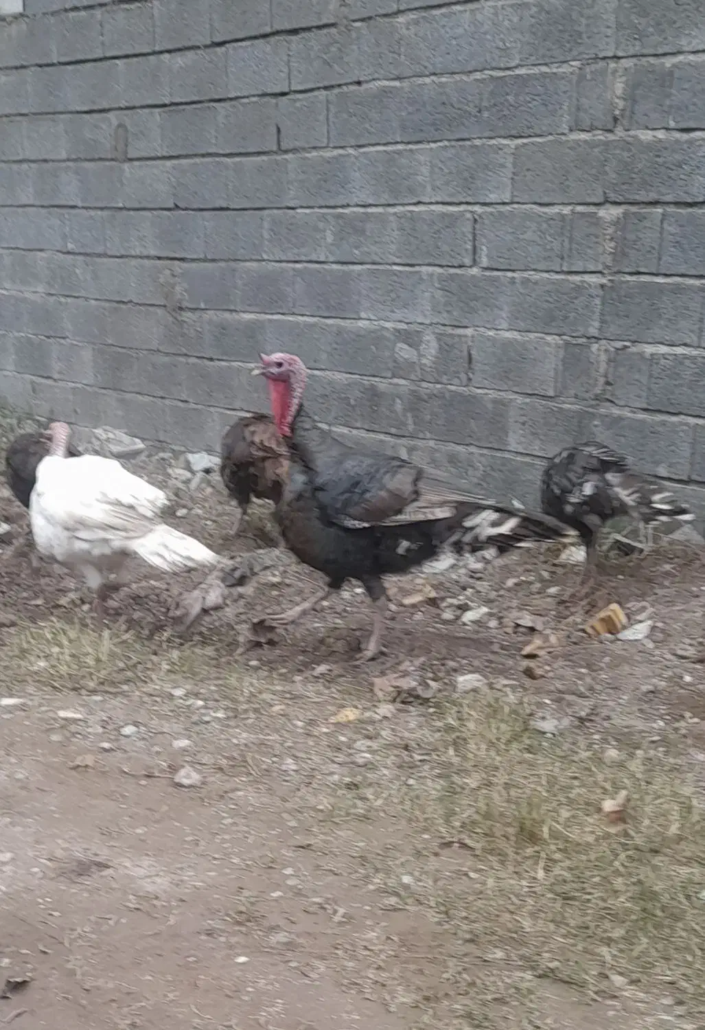 حیوانات مزرعه(بوقلمون)|حیوانات مزرعه|لنگرود, |دیوار