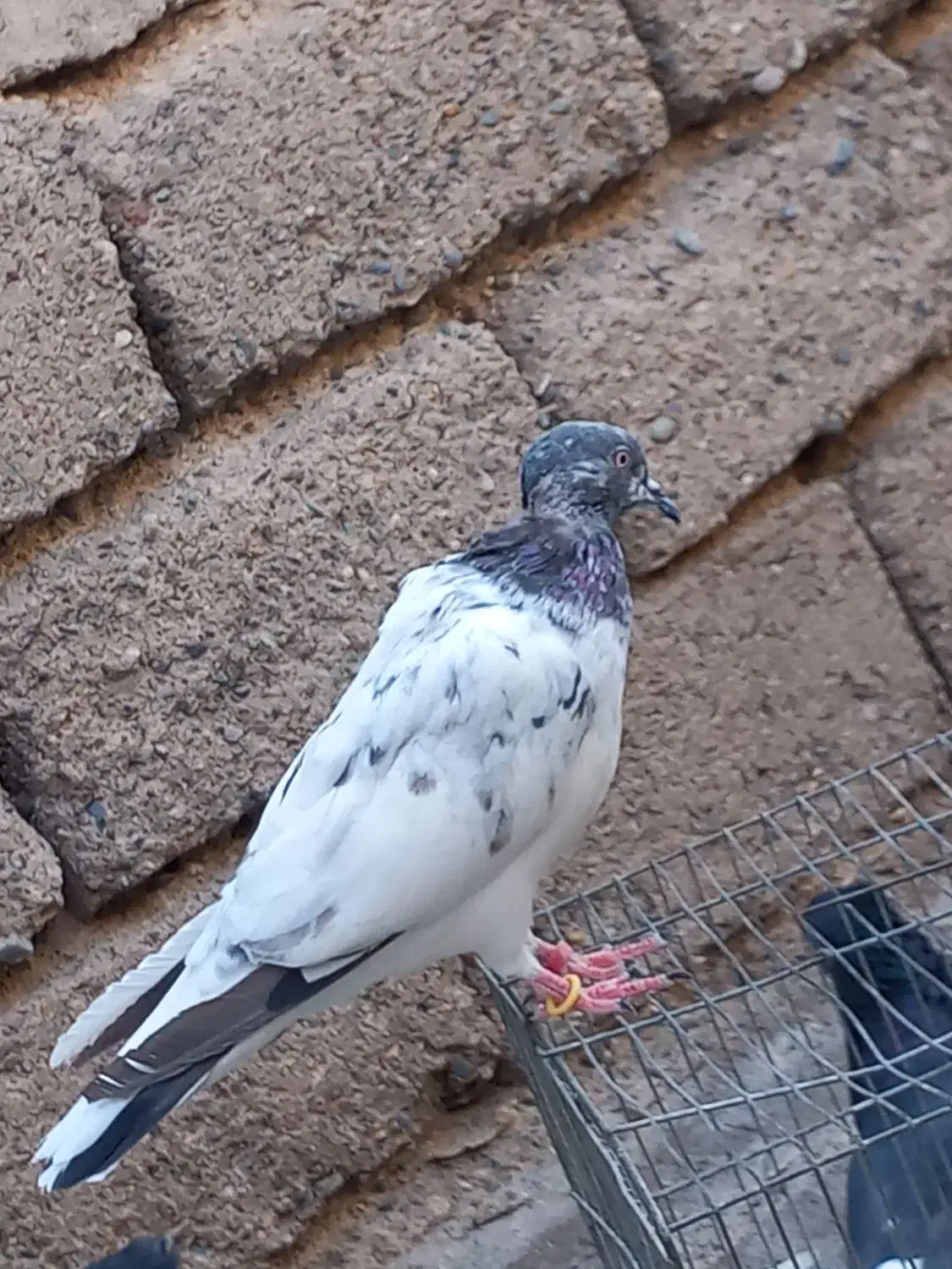 کبوتر|پرنده|جیرفت, |دیوار