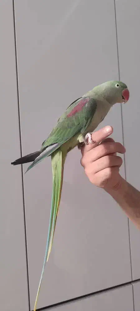 شاه طوطی نر تقریبا 8 ماهه|پرنده|کرج, حصارک بالا|دیوار