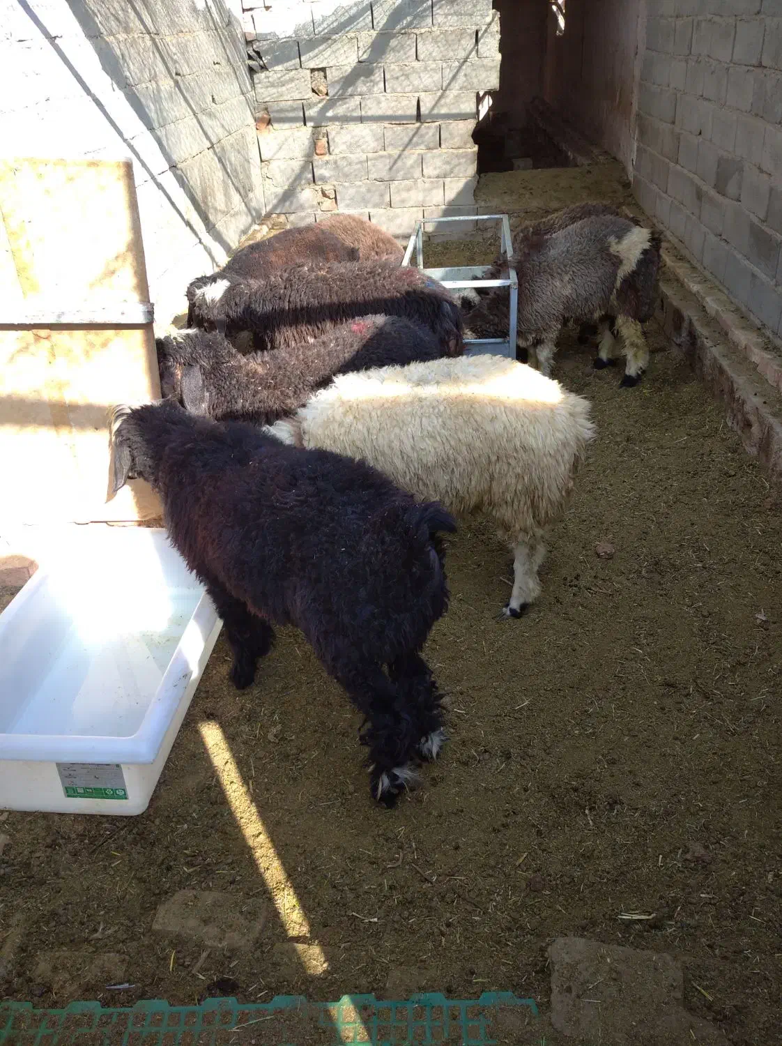 فروش گوسفند پرواری|حیوانات مزرعه|تفت, |دیوار