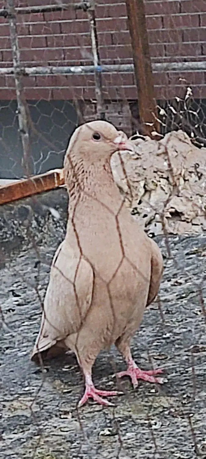 زرد کرمونی  و زرد دم سفید سار سرور|پرنده|مشهد, ادیب نیشابوری (شهرک غرب)|دیوار