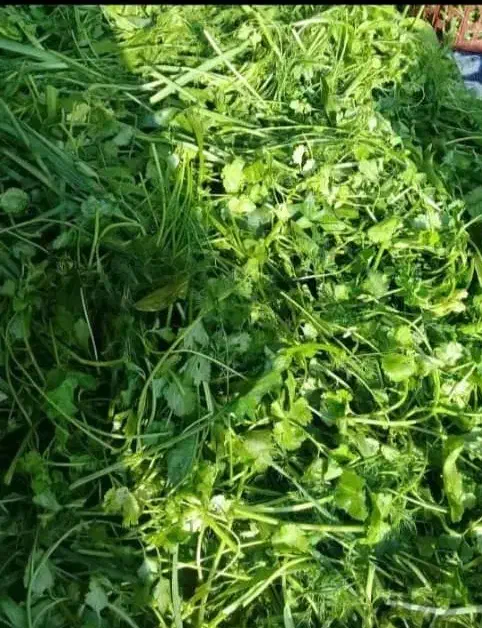 سبزی تازه|خوردنی و آشامیدنی|مسجد سلیمان, |دیوار