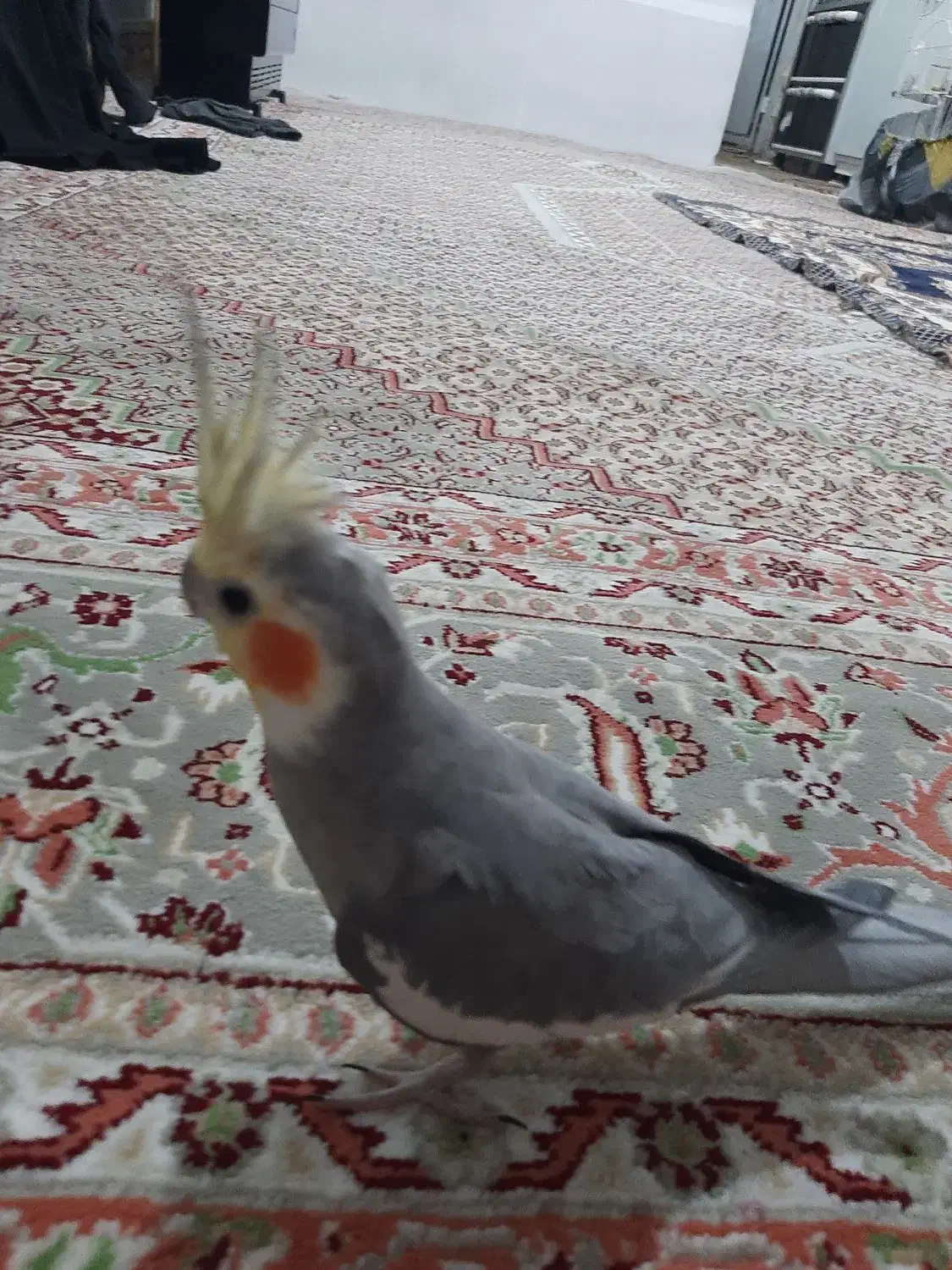 طوطی عروس هلندی|پرنده|سنندج, |دیوار