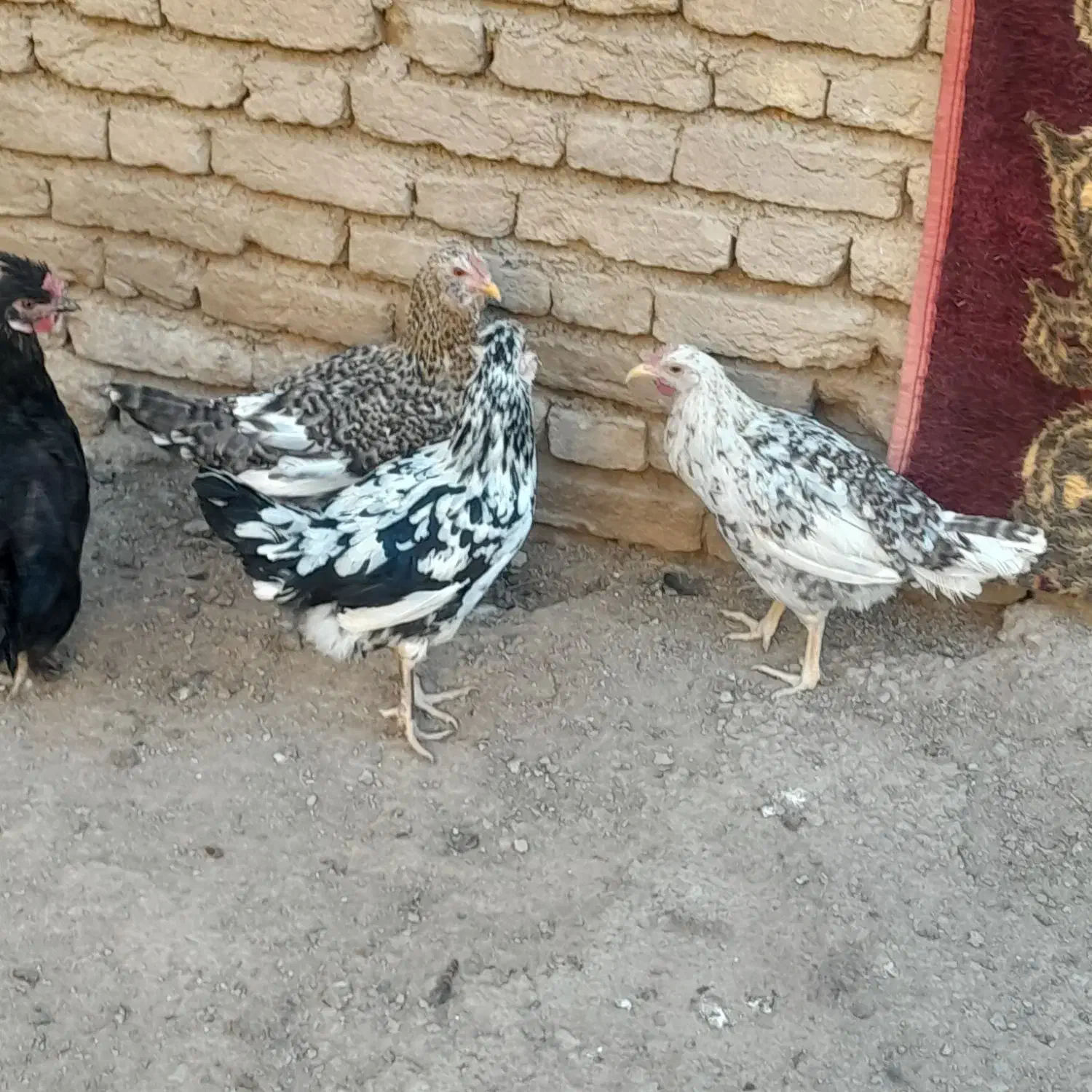 تخم مرغ نطفه دار|حیوانات مزرعه|لاران, |دیوار