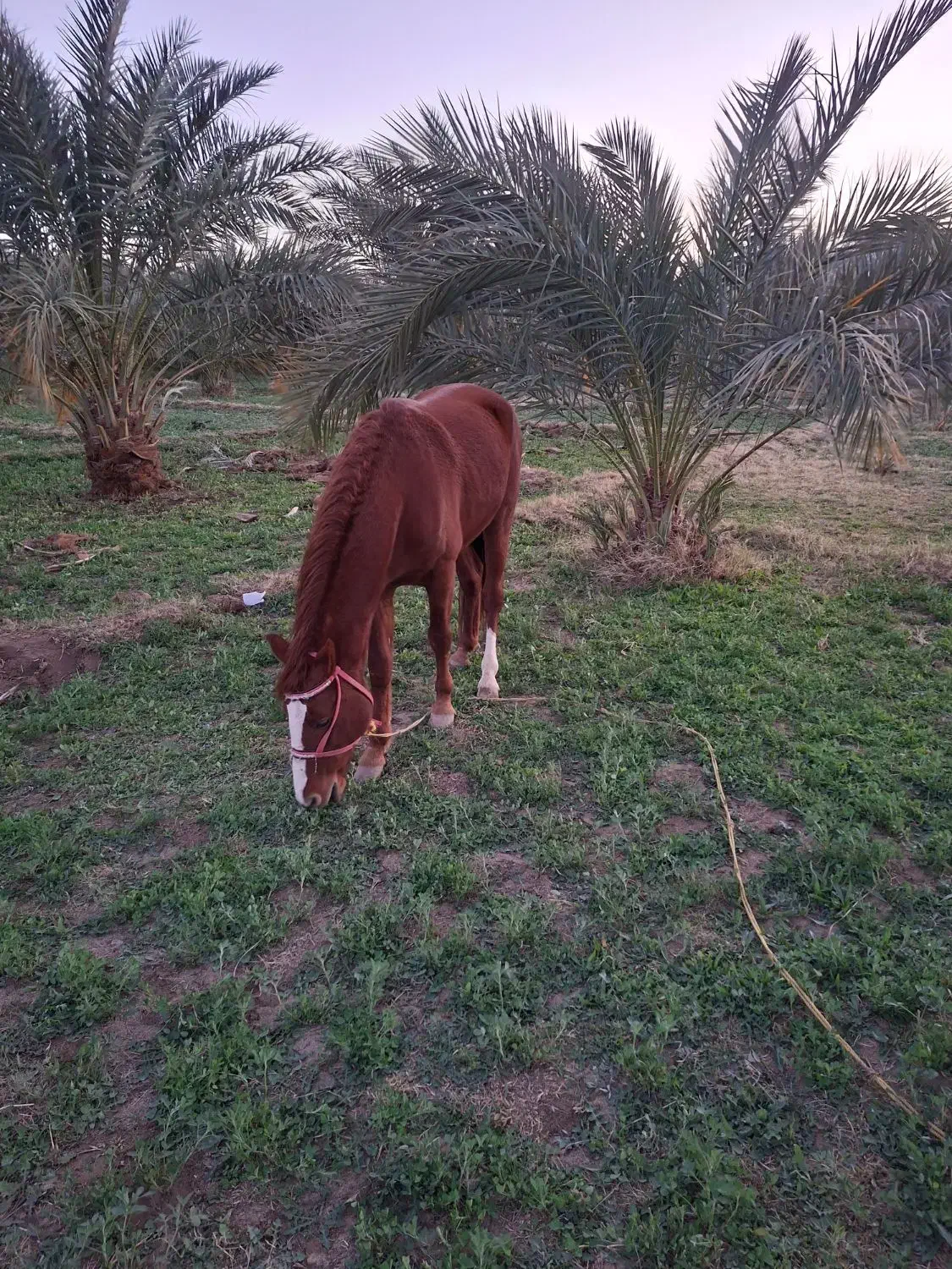 فروش اسب|اسب و تجهیزات اسب‌سواری|بم, |دیوار