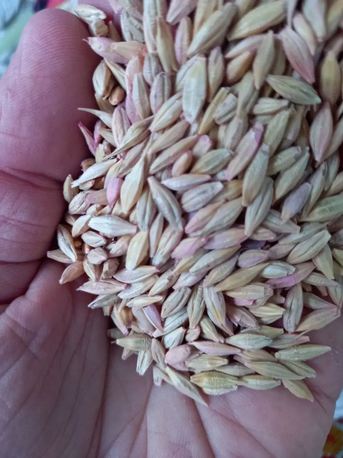 جو وگندم فروش|لوازم جانبی حیوانات|دالاهو, |دیوار